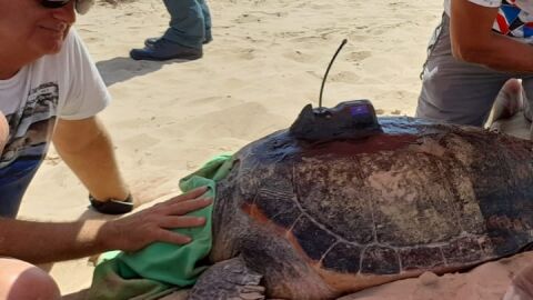 A la tortuga, bautizada como Catherine, le fue instalado un emisor satelital y un microchip y se le realiz&oacute; una ecograf&iacute;a