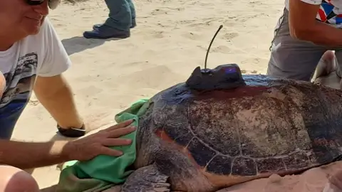 A la tortuga, bautizada como Catherine, le fue instalado un emisor satelital y un microchip y se le realizó una ecografía A la tortuga, bautizada como Catherine, le fue instalado un emisor satelital y un microchip y se le realizó una ecografía
