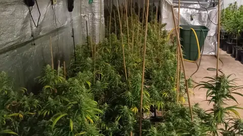 La policia detiene a una pareja reincidente en el cultivo de marihuana