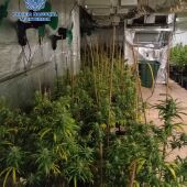 La policia detiene a una pareja reincidente en el cultivo de marihuana