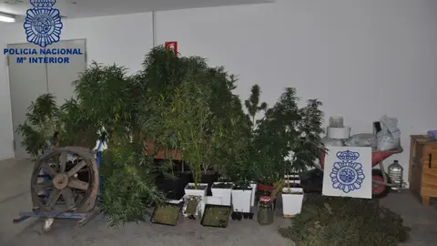 Plantación de marihuana localizada en Valdepeñas