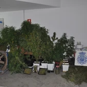 Plantación de marihuana localizada en Valdepeñas Plantación de marihuana localizada en Valdepeñas