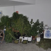 Marihuana incautada Valdepeñas Marihuana incautada Valdepeñas