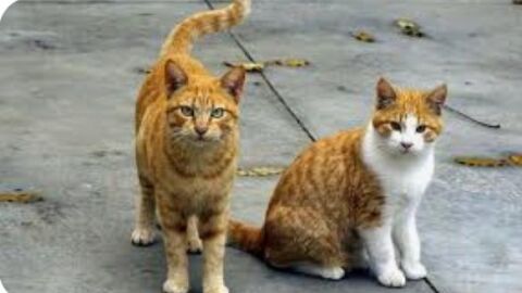 Gatos abandonados