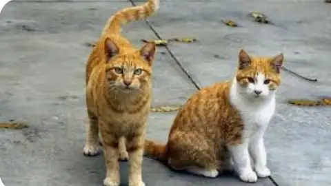 Gatos abandonados Gatos abandonados