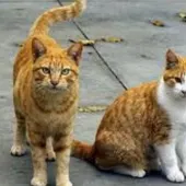 Gatos abandonados Gatos abandonados