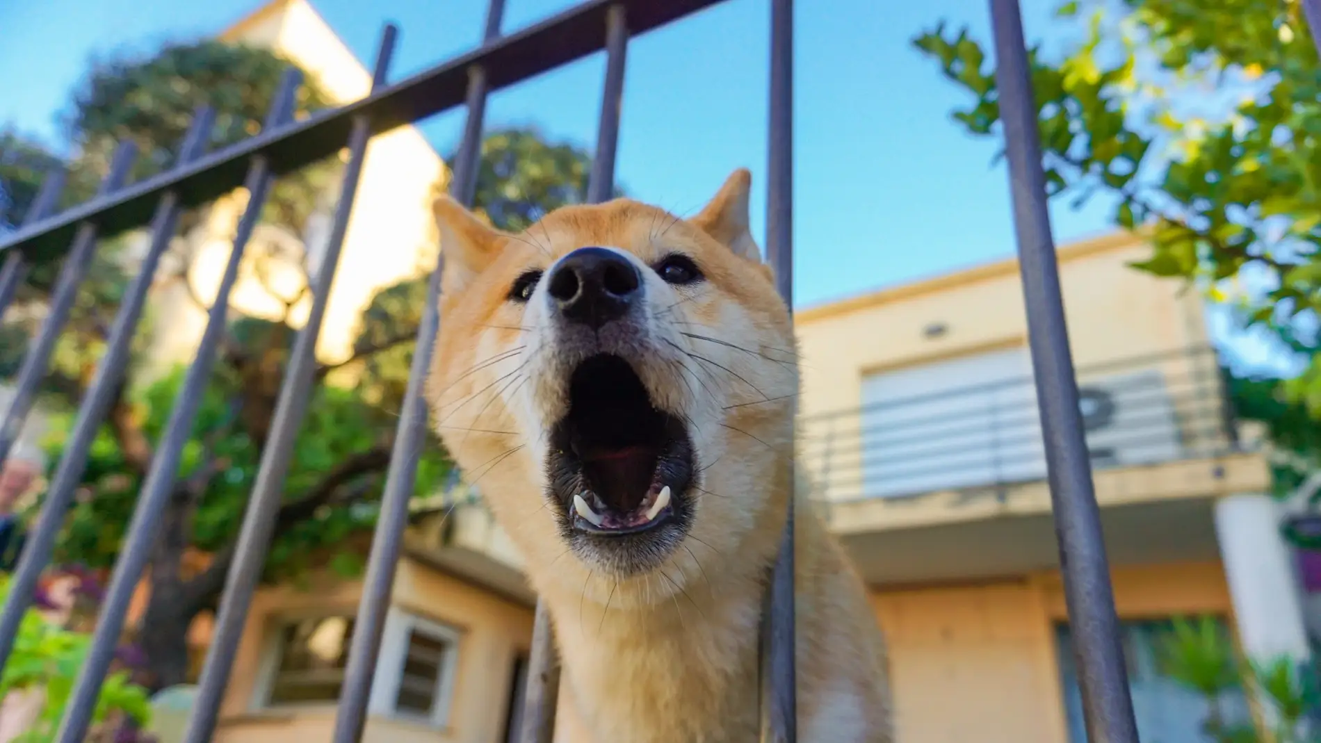juego Afectar Integración Cómo actuar ante los ladridos constantes del perro de un vecino | Onda Cero  Radio