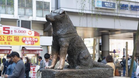 Imagen de archivo de la estatua de bronce de Hachikō, erigida en a las puertas de la estaci&oacute;n Shibuya en Tokio/ Pixabay