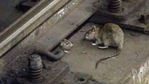 Ratas Barcelona Ratas Barcelona