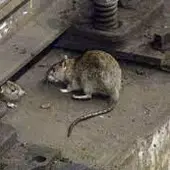 Ratas Barcelona Ratas Barcelona