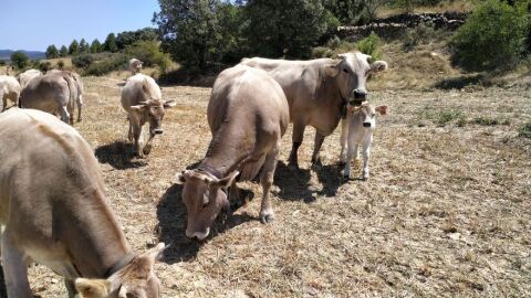 Agricultura y ganadería a pique por el calor