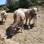 Agricultura y ganadería a pique por el calor Agricultura y ganadería a pique por el calor