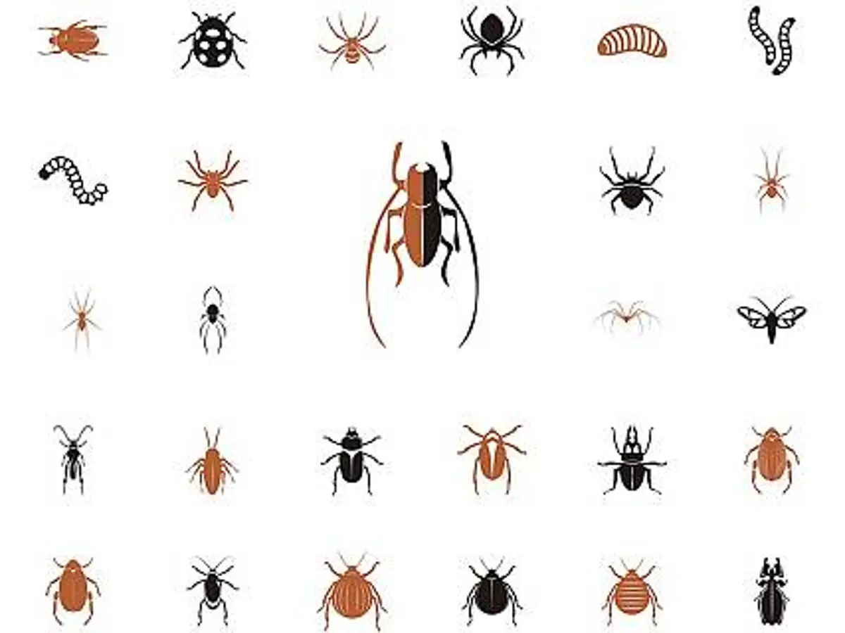 no pagado Santuario engañar Microfauna: cómo evitar insectos en casa | Onda Cero Radio