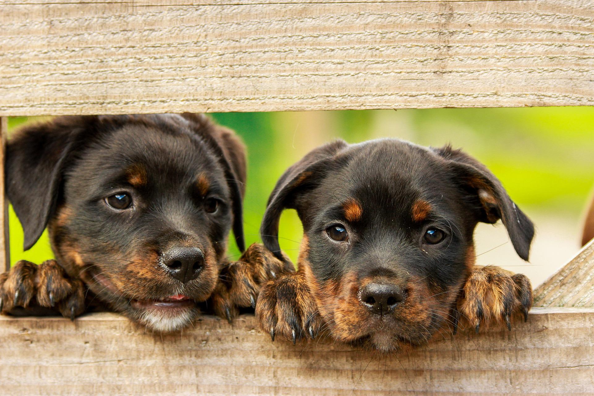 Todas las clave de la nueva ley de protección animal Todas las clave de la nueva ley de protección animal