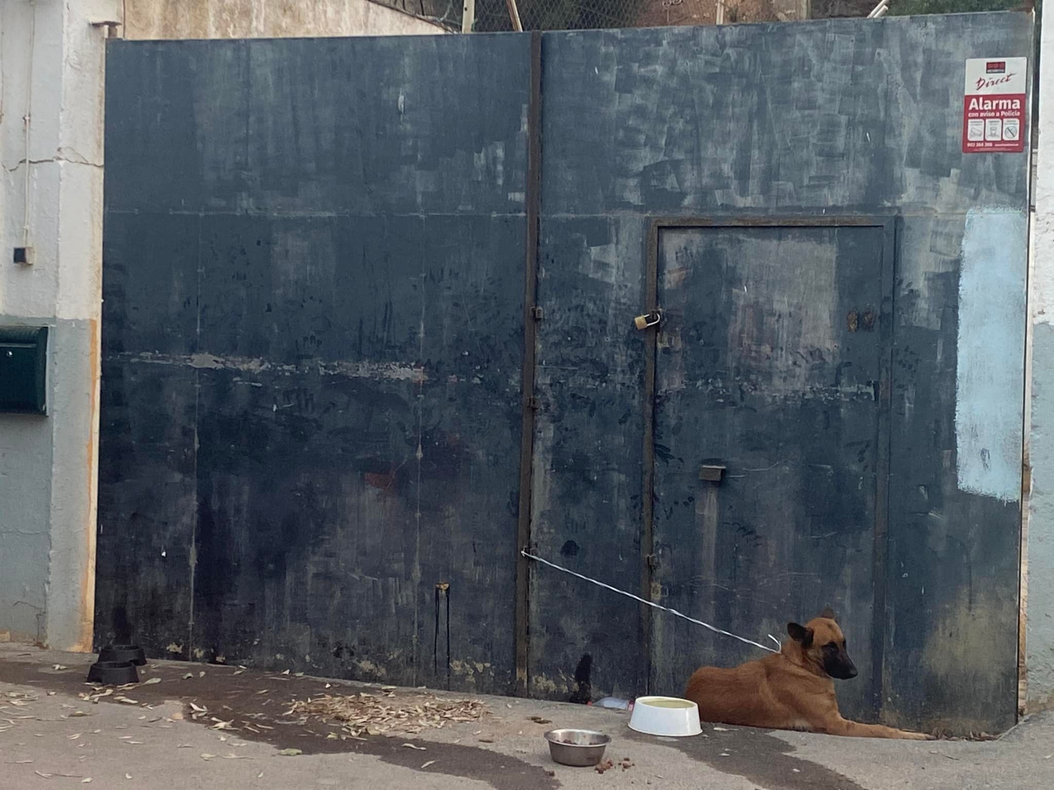 Un perro enfermo es devuelto a su dueño por las autoridades tras abandonarlo en la Protectora con su cartilla Un perro enfermo es devuelto a su dueño por las autoridades tras abandonarlo en la Protectora con su cartilla