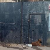 Perro abandonado en Ceuta