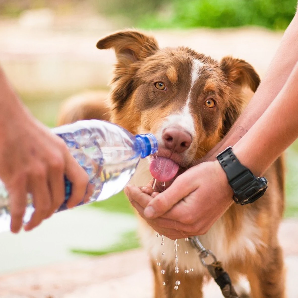 Consejos veraniegos útiles para nuestras mascotas de Ángel adiestrador canino | Radio