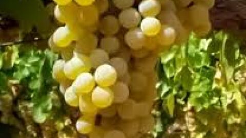 Uvas Pedro Xim&eacute;nez