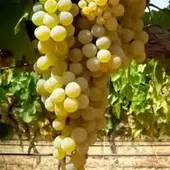 Uvas Pedro Ximénez Uvas Pedro Ximénez