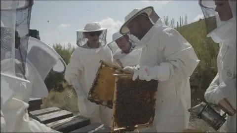 Abejas Abejas