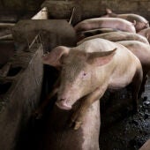 En la imagen de archivo, varios cerdos permanecen en el corral de una granja