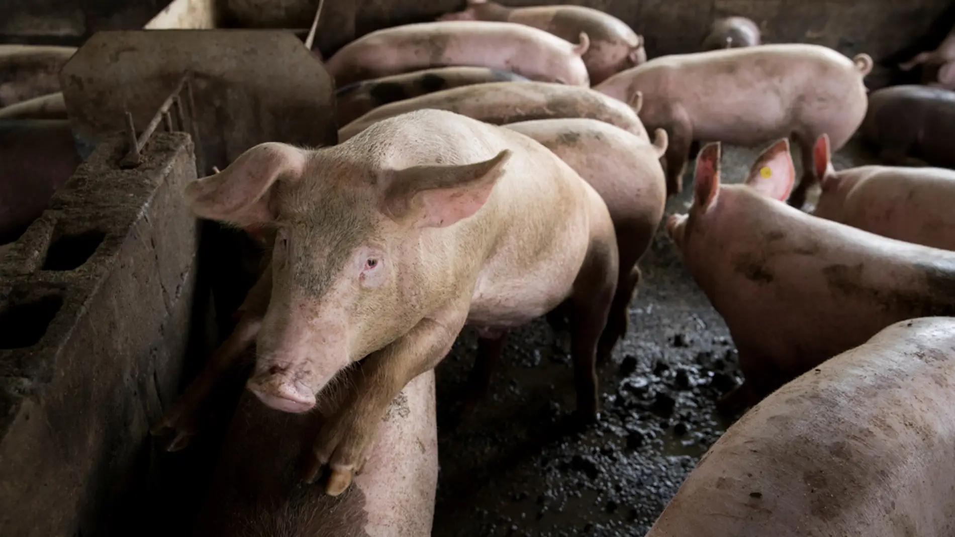 En la imagen de archivo, varios cerdos permanecen en el corral de una granja