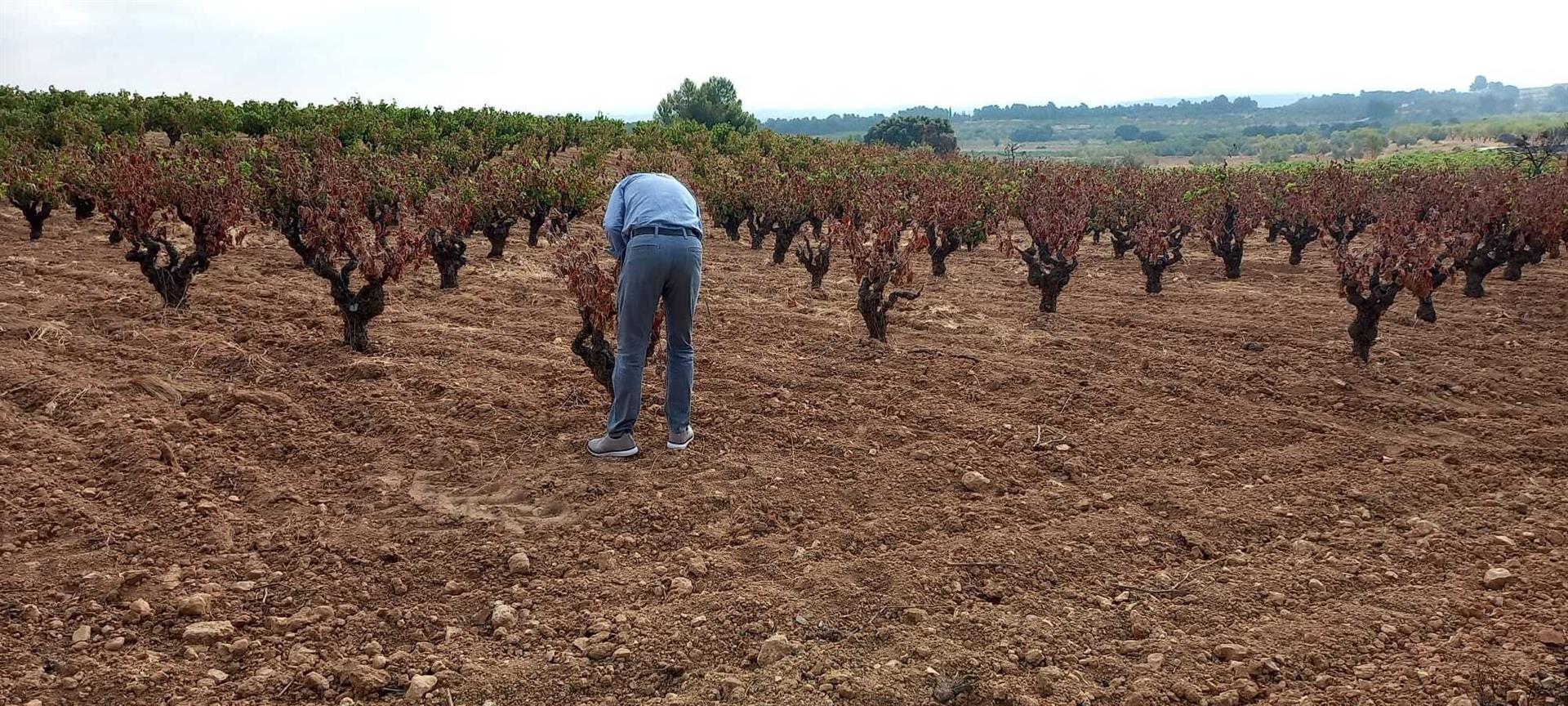 El incendio de Venta del Moro deja 230 hectáreas de cultivo dañadas, según la Unió de Llauradors El incendio de Venta del Moro deja 230 hectáreas de cultivo dañadas, según la Unió de Llauradors
