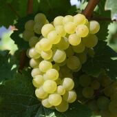 Las altas temperaturas han acelerado la maduración de la uva