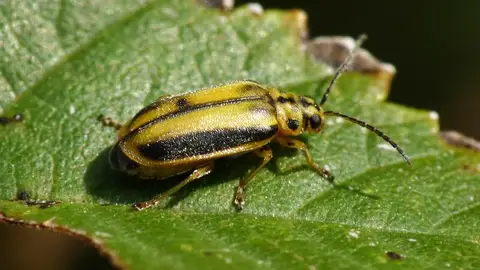 Galeruca del olmo Galeruca del olmo