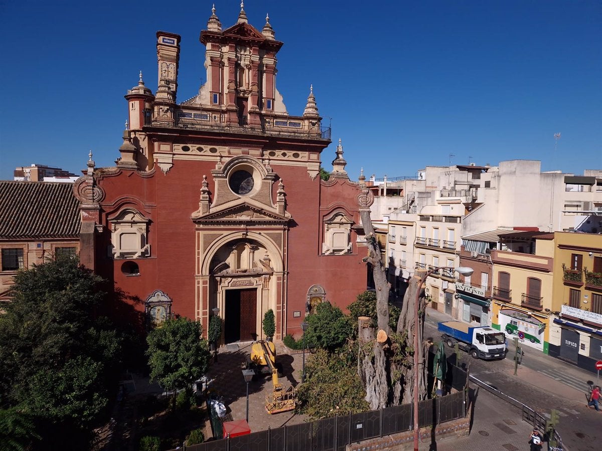 Los detractores a la tala del ficus valoran la suspensión de la licencia y prevén una "denuncia complementaria" Los detractores a la tala del ficus valoran la suspensión de la licencia y prevén una "denuncia complementaria"