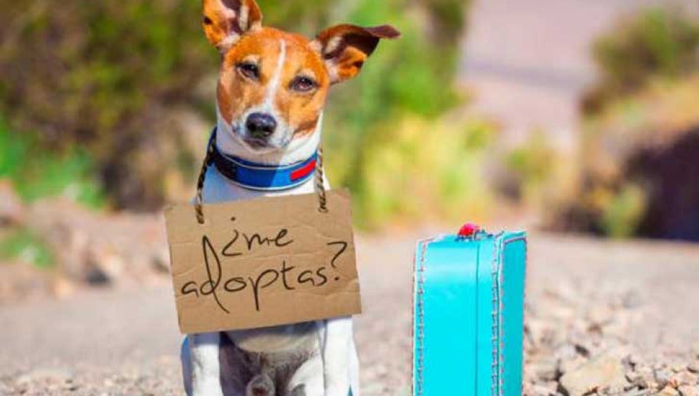 VLC Startup market, en Valencia y la Feria Provincial de la adopción animal en Elche, en Dos de tres VLC Startup market, en Valencia y la Feria Provincial de la adopción animal en Elche, en Dos de tres