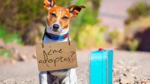 Perro en adopción Perro en adopción