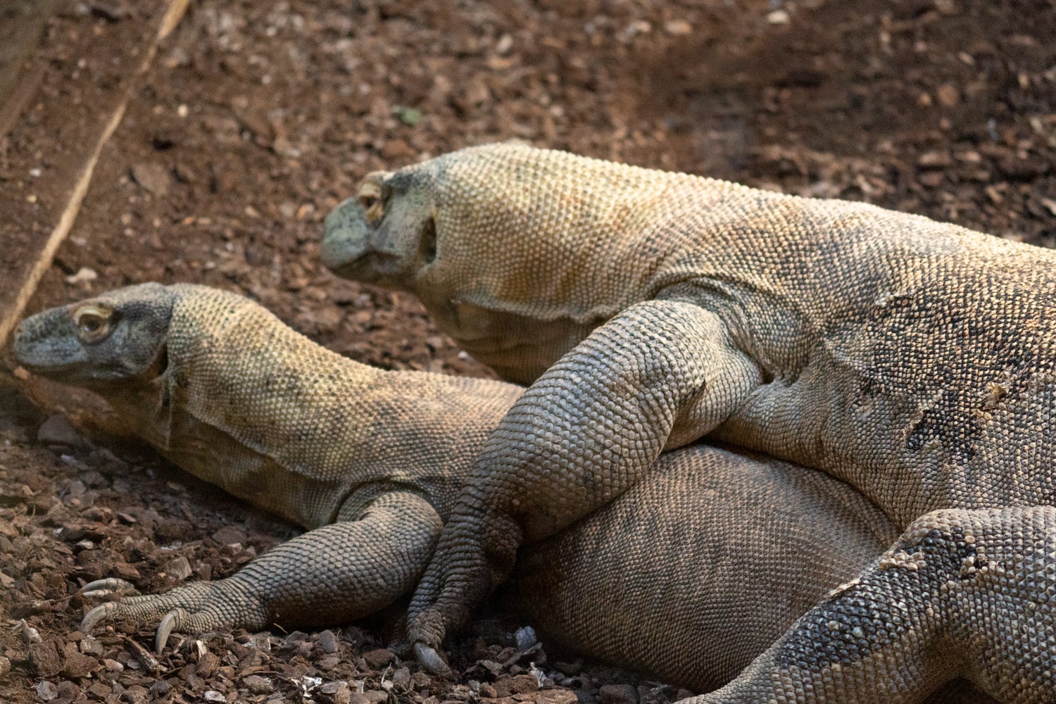 Ora, la hembra dragón de Komodo de Bioparc Fuengirola, pone doce huevos fruto de la cópula con el macho operado de cataratas hace unos meses Ora, la hembra dragón de Komodo de Bioparc Fuengirola, pone doce huevos fruto de la cópula con el macho operado de cataratas hace unos meses