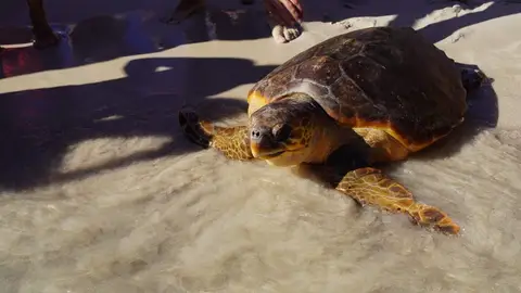 Suelta de la tortuga marina llamada Papaya en el Parque Natural de Mondragó.