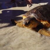 Suelta de la tortuga marina llamada Papaya en el Parque Natural de Mondragó.