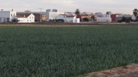 Campos de huerta en los alrededores de Val&egrave;ncia