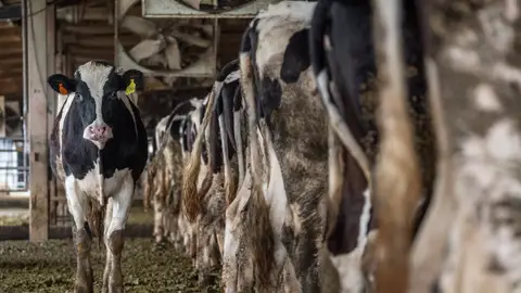 Una res camina junto a una fila de vacas lecheras en una granja industrial
