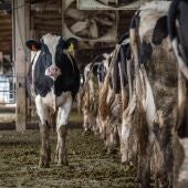 Una res camina junto a una fila de vacas lecheras en una granja industrial