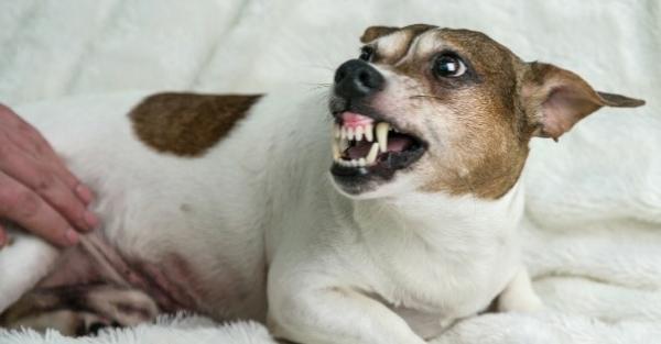 Ángel Osuna, adiestrador, "Debemos corregir las conductas agresivas de nuestro perro" Ángel Osuna, adiestrador, "Debemos corregir las conductas agresivas de nuestro perro"