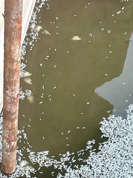 Aparecen miles de peces muertos en el embalse del Vicario Aparecen miles de peces muertos en el embalse del Vicario