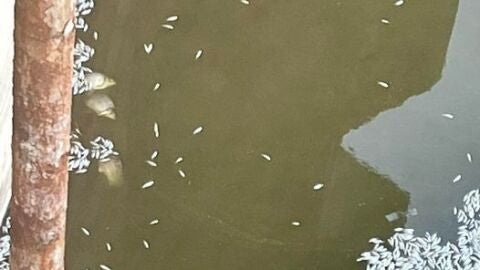 Peces muertos en El Vicario