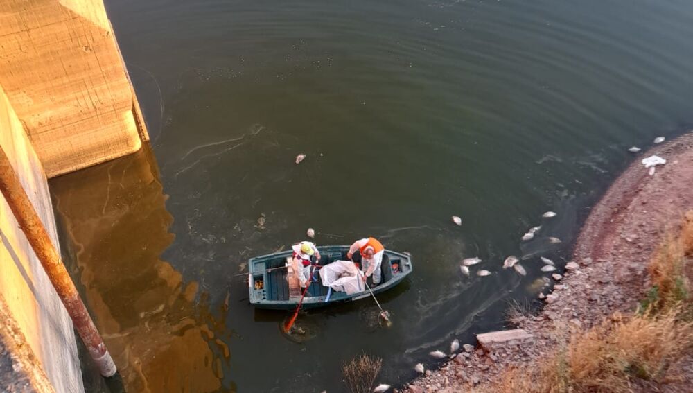 Brigadas de la CHG recogiendo peces muertos en El Vicario