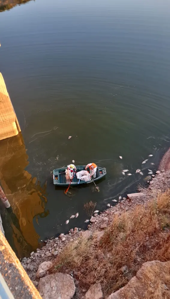 Brigadas de la CHG recogiendo peces muertos en El Vicario