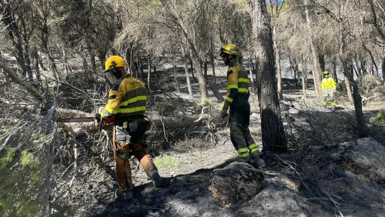 El operativo de Infoar realiza tareas de limpieza de masa forestal quemada
