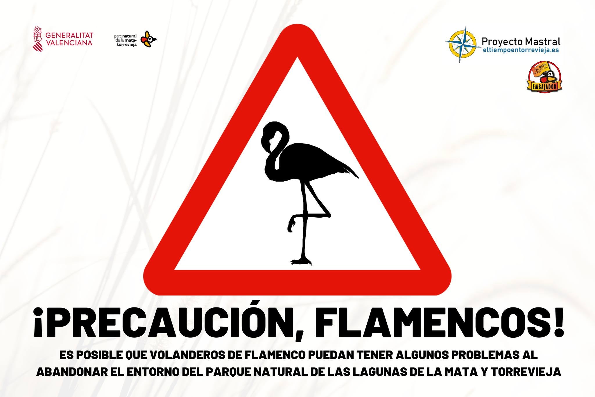 Los pollos de flamencos de las Salinas de Torrevieja comienzan a volar Los pollos de flamencos de las Salinas de Torrevieja comienzan a volar