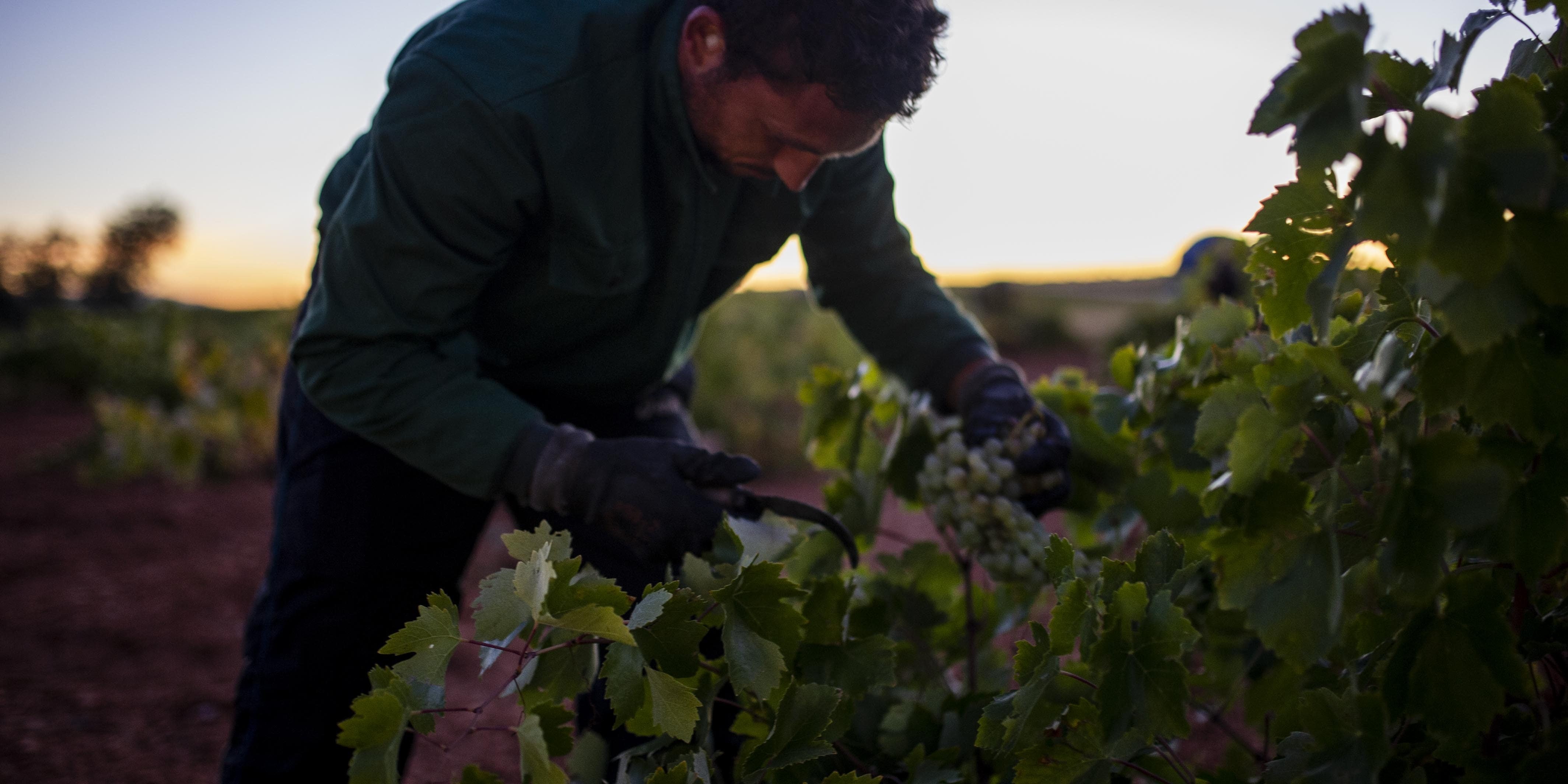 As vendimas de Valdeorras e Leiro en Más de Uno As vendimas de Valdeorras e Leiro en Más de Uno