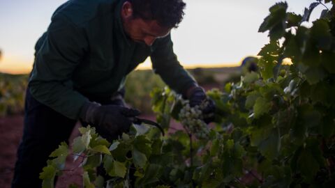 Vendimia DO Valdepe&ntilde;as