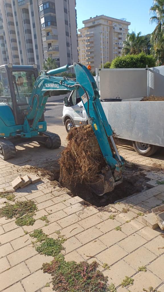 El Ayuntamiento de La Vila Joiosa inicia el destoconado y replantado de las palmeras afectadas por el picudo rojo ubicadas en la Avenida Rosa de los Vientos El Ayuntamiento de La Vila Joiosa inicia el destoconado y replantado de las palmeras afectadas por el picudo rojo ubicadas en la Avenida Rosa de los Vientos