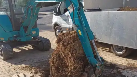 Destoconado y replantado de las palmeras afectadas por el picudo rojo ubicadas en la Avenida Rosa de los Vientos Destoconado y replantado de las palmeras afectadas por el picudo rojo ubicadas en la Avenida Rosa de los Vientos
