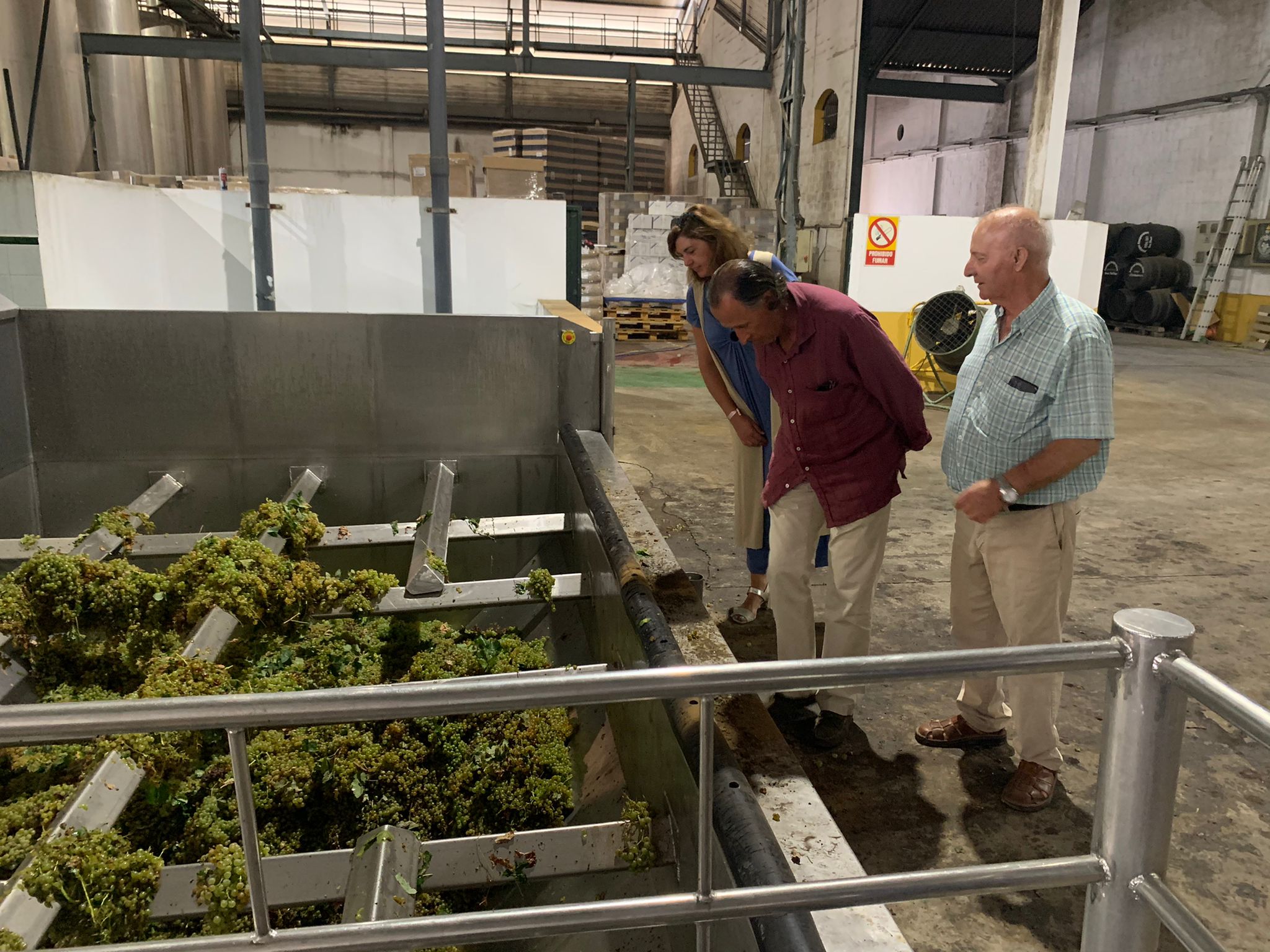 Las bodegas de Chiclana comienzan la vendimia Las bodegas de Chiclana comienzan la vendimia